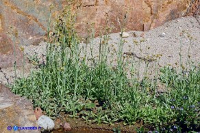 Helichrysum luteoalbum (Canapicchia pagliata)