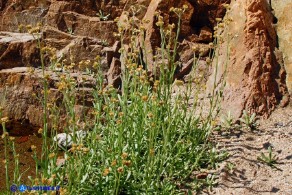 Helichrysum luteoalbum (Canapicchia pagliata)