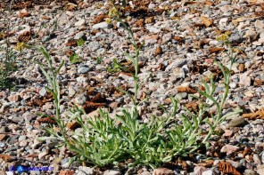 Helichrysum luteoalbum (Canapicchia pagliata)