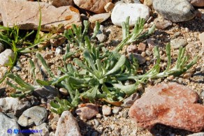 Helichrysum luteoalbum (Canapicchia pagliata)