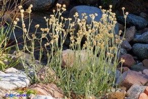 Helichrysum luteoalbum (Canapicchia pagliata)