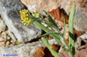 Helichrysum luteoalbum (Canapicchia pagliata)