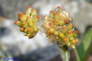 Helichrysum luteoalbum (Canapicchia pagliata)