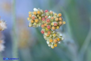 Helichrysum luteoalbum (Canapicchia pagliata)