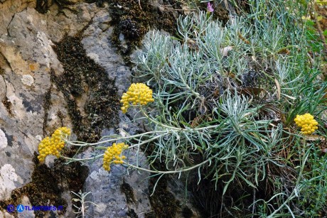 Helichrysum saxatile (Elicriso sardo)