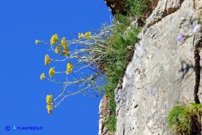 Helichrysum saxatile subsp. saxatile (Elicriso sardo)