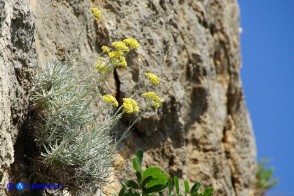 Helichrysum saxatile subsp. saxatile (Elicriso sardo)