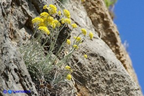 Helichrysum saxatile subsp. saxatile (Elicriso sardo)