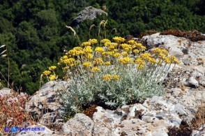 Helichrysum saxatile subsp. saxatile (Elicriso sardo)