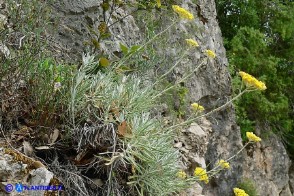 Helichrysum saxatile subsp. saxatile (Elicriso sardo)