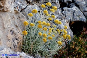 Helichrysum saxatile subsp. saxatile (Elicriso sardo)