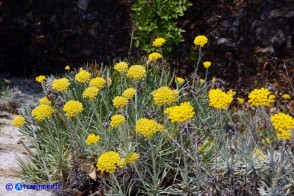 Helichrysum saxatile subsp. saxatile (Elicriso sardo)