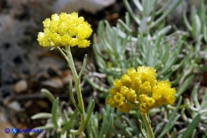 Helichrysum saxatile subsp. saxatile (Elicriso sardo)