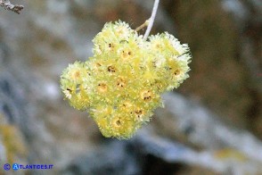 Helichrysum saxatile subsp. saxatile (Elicriso sardo)