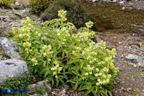 Helleborus lividus subsp. corsicus (Elleboro di Corsica)