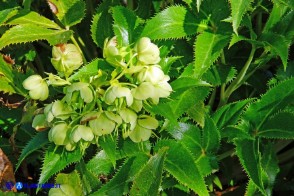 Helleborus lividus subsp. corsicus (Elleboro di Corsica)