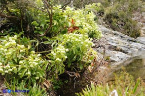 Helleborus lividus subsp. corsicus (Elleboro di Corsica)
