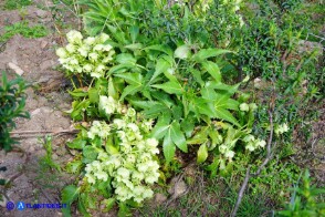 Helleborus lividus subsp. corsicus (Elleboro di Corsica)