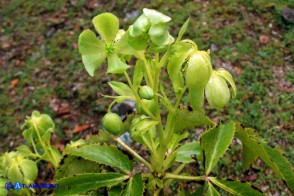 Helleborus lividus subsp. corsicus (Elleboro di Corsica)