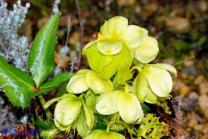 Helleborus lividus subsp. corsicus (Elleboro di Corsica)