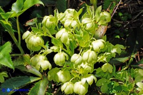 Helleborus lividus subsp. corsicus (Elleboro di Corsica)