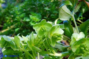 Helleborus lividus subsp. corsicus (Elleboro di Corsica)