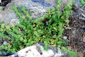 Herniaria litardierei (Erniaria di Litardière)