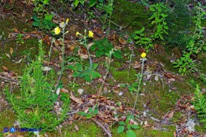 Hieracium  racemosum subsp. oliastrae (Sparviere d'Ogliastra)