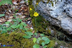 Hieracium  racemosum subsp. oliastrae (Sparviere d'Ogliastra)