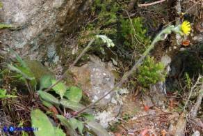 Hieracium  racemosum subsp. oliastrae (Sparviere d'Ogliastra)