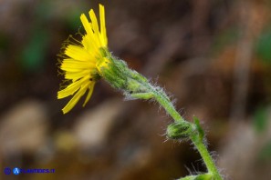 Hieracium  racemosum subsp. oliastrae (Sparviere d'Ogliastra)