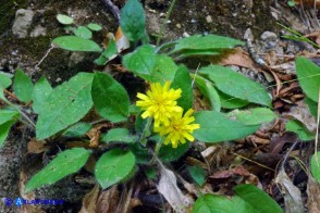 Hieracium  racemosum subsp. oliastrae (Sparviere d'Ogliastra)