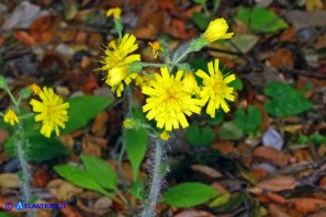 Hieracium  racemosum subsp. oliastrae (Sparviere d'Ogliastra)