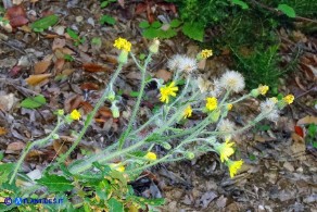 Hieracium  racemosum subsp. oliastrae (Sparviere d'Ogliastra)