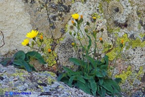 Hieracium schmidtii subsp. brunelliforme (Sparviere brunelliforme)