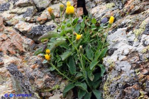 Hieracium schmidtii subsp. brunelliforme (Sparviere brunelliforme)