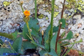 Hieracium schmidtii subsp. brunelliforme (Sparviere brunelliforme)