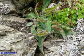 Hieracium schmidtii subsp. brunelliforme (Sparviere brunelliforme)