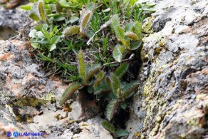 Hieracium schmidtii subsp. brunelliforme (Sparviere brunelliforme)