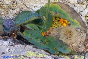 Hieracium schmidtii subsp. brunelliforme (Sparviere brunelliforme)