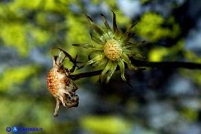 Hieracium schmidtii subsp. brunelliforme (Sparviere brunelliforme)
