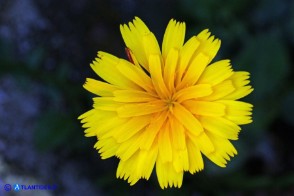 Hieracium schmidtii subsp. brunelliforme (Sparviere brunelliforme)