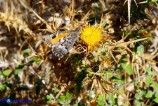 Hipparchia aristaeus (Aristeo)