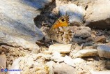 Hipparchia aristaeus (Aristeo)