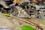 Hipparchia aristaeus (Aristeo)