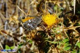Hipparchia aristaeus (Aristeo)
