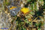 Hipparchia aristaeus (Aristeo)
