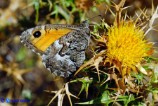 Hipparchia aristaeus (Aristeo)