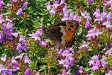 Hipparchia neomiris (Satiro corsicano)