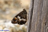 Hipparchia neomiris (Satiro corsicano)